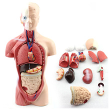 TUNK ANATOMY 12022 Plastic 15 Piezas, 26cm Medical Body Human Mini Torso Anatomy Models